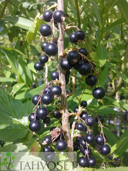 Ribes nigrum 'Mortti'